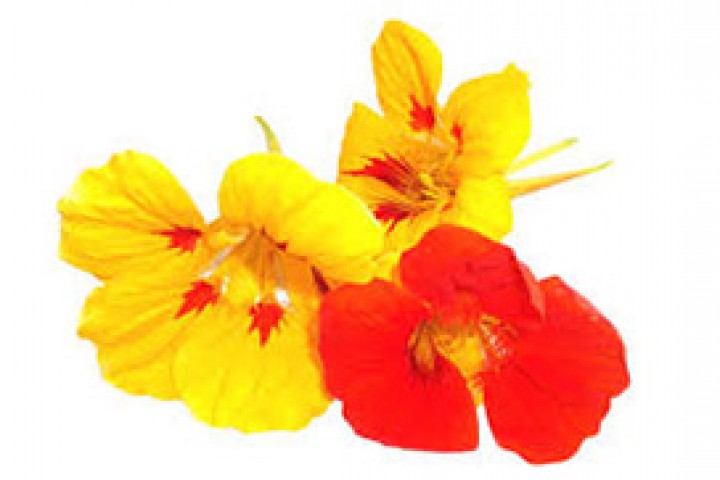 yellow, red-colored flower on white background